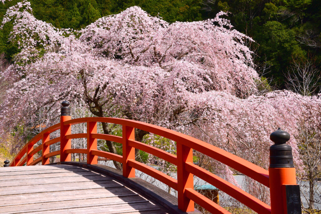 笠木渓谷桜